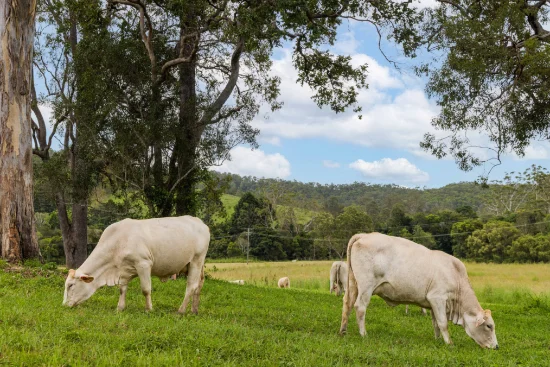 , Belli Park QLD 4562-Image