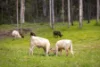 , Belli Park QLD 4562-Image