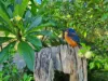 , Bridges QLD 4561-Image