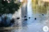 11/5 Soundy Close, Belconnen, ACT 2617-Image