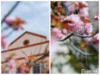 11/85 Port Jackson Circuit, Phillip, ACT 2606-Image