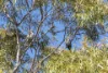 3/71-79 Avoca Street, Randwick, NSW 2031-Image