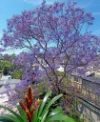 518/58 Cook Road, Centennial Park, NSW 2021-Image