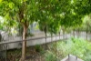7/11 Stephens Street, Morningside, Qld 4170-Image