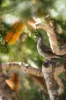71/1 Elizabeth St,, Merimbula, NSW 2548-Image
