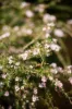 71/1 Elizabeth St,, Merimbula, NSW 2548-Image