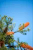 71/1 Elizabeth St,, Merimbula, NSW 2548-Image