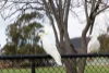8/64 Knox Street, Watson, ACT 2602-Image