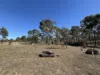 0 Bealiba - Rheola Road, McIntyre, Vic 3472-Image