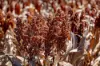 0, Brookstead QLD 4364-Image