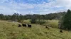 0 Dalrymple Rd, Netherdale, Qld 4756-Image