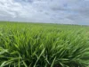 0 Donald-Swan Hill Road, Donald, Vic 3480-Image