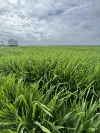 0 Donald-Swan Hill Road, Donald, Vic 3480-Image