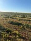 0 Donald-Swan Hill Road, Donald, Vic 3480-Image