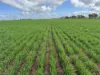 00 Ultima/Culgoa Road, Ultima, Vic 3544