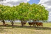 10 Dykehead Road, Boynewood QLD 4626-Image