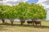 10 Dykehead Road, Boynewood QLD 4626-Image