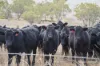 1007 Barnbrook Road, Werris Creek, NSW 2341-Image