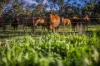 1048 Warren Road, Narromine, NSW 2821-Image