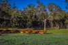 1048 Warren Road, Narromine, NSW 2821-Image