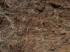 1098 Merimborough Lane, Pilliga, NSW 2388-Image