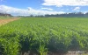 10986 Great Northern Highway, New Norcia, WA 6509-Image