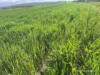 10986 Great Northern Highway, New Norcia, WA 6509-Image