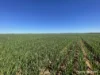 1141 Arrinooka Road, Canna, WA 6627-Image
