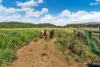 136 Waughs Pocket Road, Waugh Pocket, Qld 4871-Image