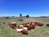 1377 Mandurama Road, Neville NSW 2799-Image