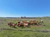 1377 Mandurama Road, Neville NSW 2799-Image