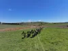 1377 Mandurama Road, Neville NSW 2799-Image