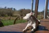 1377 Mandurama Road, Neville NSW 2799-Image