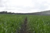 1379-1383 Gunyarra Road, Andromache, Qld 4800-Image