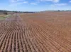 141, Eudunda Road, Frankton, SA 5374-Image
