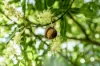 15 Armstrong Road, Rosebank NSW 2480-Image