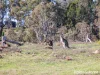 151 Pine Ridge Road, Rock Forest, NSW 2795-Image