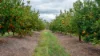 15851 Burnett Highway, Gayndah QLD 4625-Image