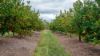 15851 Burnett Highway, Gayndah QLD 4625-Image