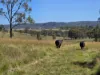 160 Rocky Gully Road, Emu Creek QLD 4355-Image