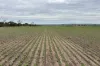 164 Cockaleechie Road, Cockaleechie, SA 5631-Image