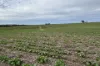 164 Cockaleechie Road, Cockaleechie, SA 5631-Image