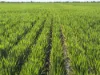 167 Moar Road, Swan Hill, Vic 3585-Image