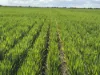 167 Moar Road, Swan Hill, Vic 3585-Image