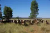 18258 Kamilaroi Highway, Narrabri, NSW 2390-Image