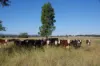 18258 Kamilaroi Highway, Narrabri, NSW 2390-Image