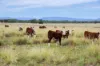 18258 Kamilaroi Highway, Narrabri, NSW 2390-Image