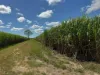 183 Burstall Road, Airdmillan, Qld 4807-Image