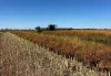 2087 Nangar Road, Eugowra, NSW 2806-Image