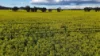 2087 Nangar Road, Eugowra, NSW 2806-Image
